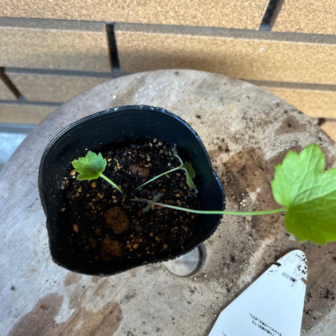 専用　ラナンキュラスラックス4品種