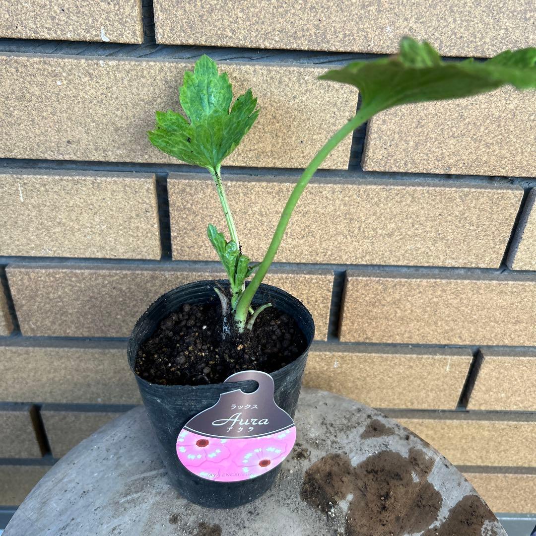 専用　ラナンキュラスラックス4品種