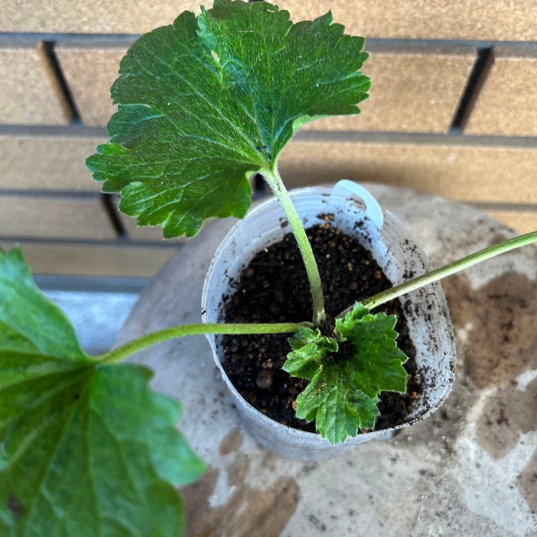 専用　ラナンキュラスラックス4品種