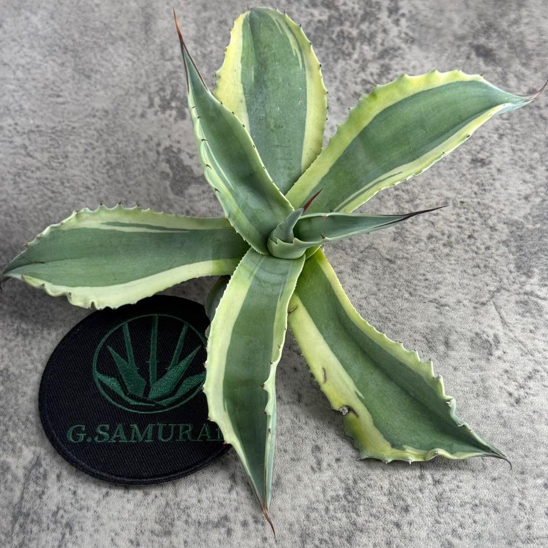 つ*ー様 【アガベ オバティフォリア“オルカ”】地植え/-18℃まで/極上　L2