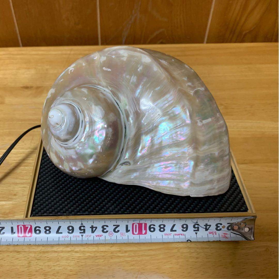 夜光貝　ライト