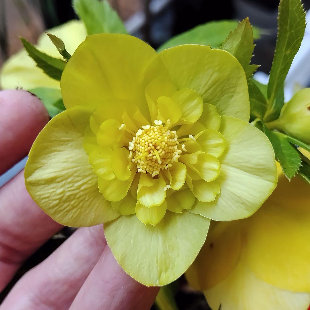 クリスマスローズ開花株　sdグリーンゴールド大和園　sd多弁アンティーク他交配済