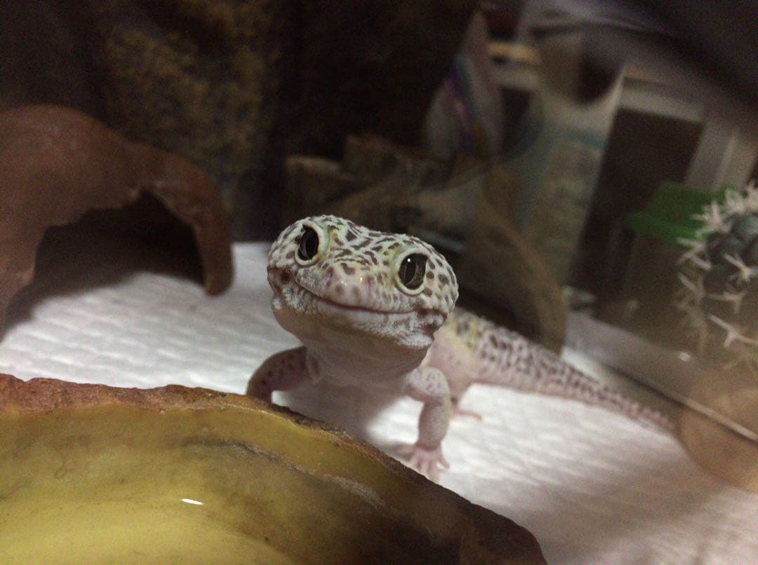 ネイルパーツオーダー参考画像