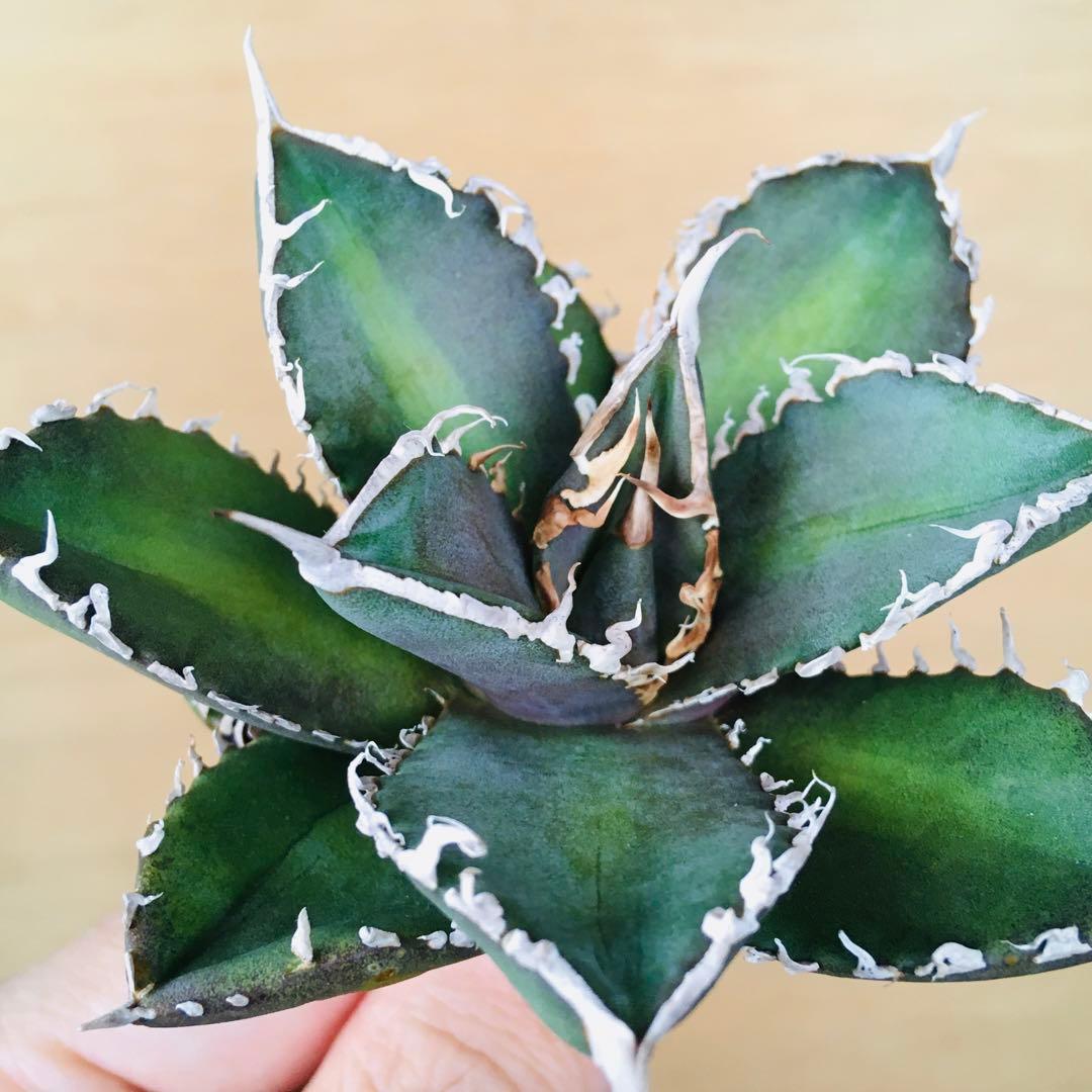 【稀少】3 巨歯鮫 巨歯鯊 メガロドン TC株 特選 アガベ チタノタ