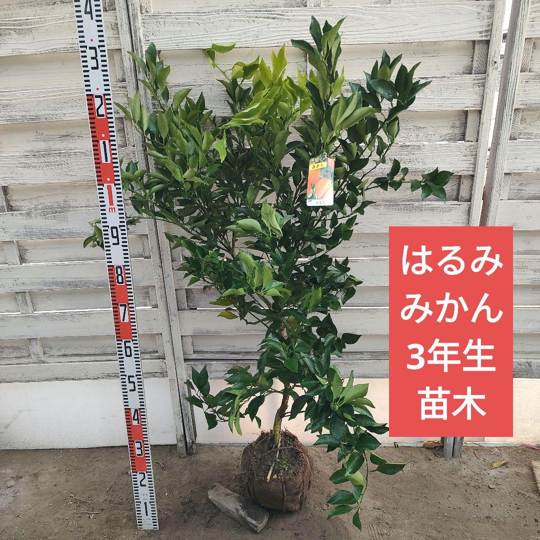 はるみ みかん 3年生 苗木