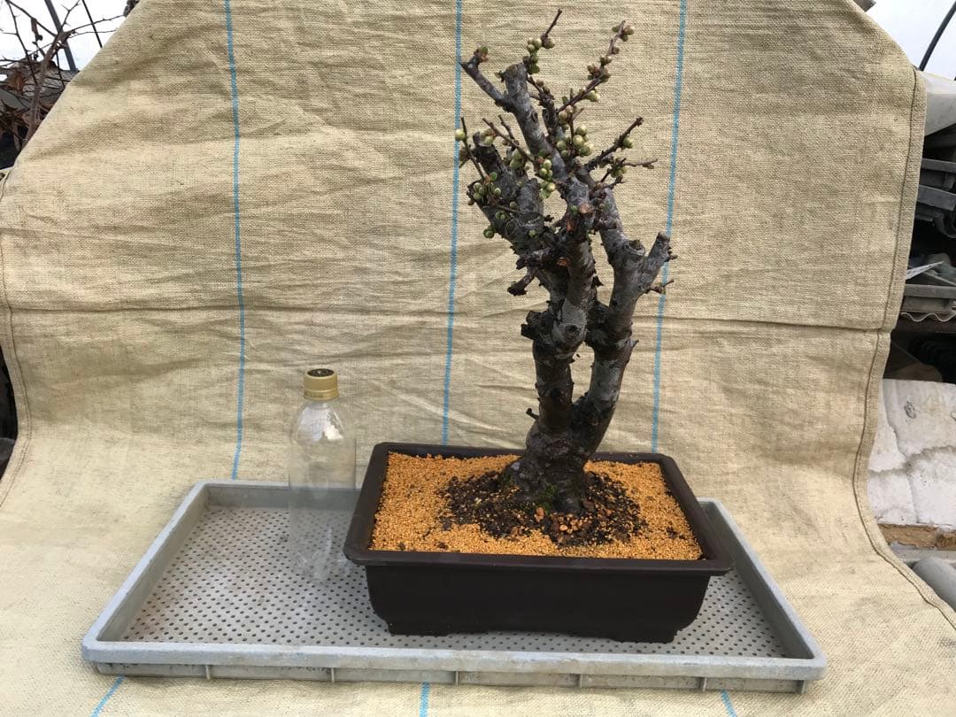 木瓜(ボケ)・放春花　安田錦　角鉢(大)(咲分け保証品)