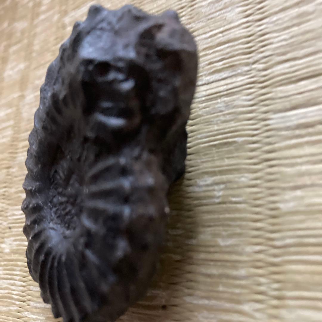 ペルー産　白亜紀リエリセラス腕足類　ブラックアンモナイト