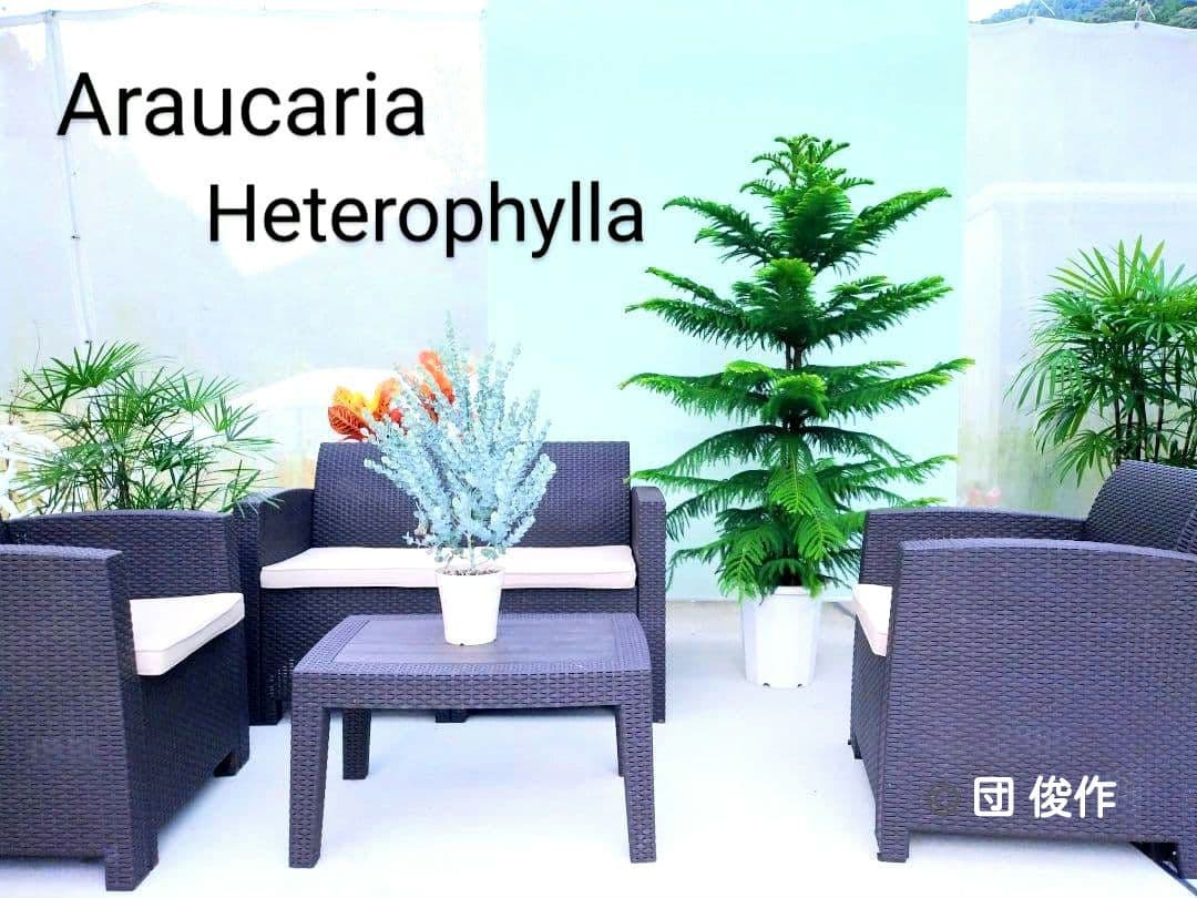 アロカリア シマナンヨウスギ苗木 シマ南洋杉 南洋杉 大型170❗ 2株仕立て