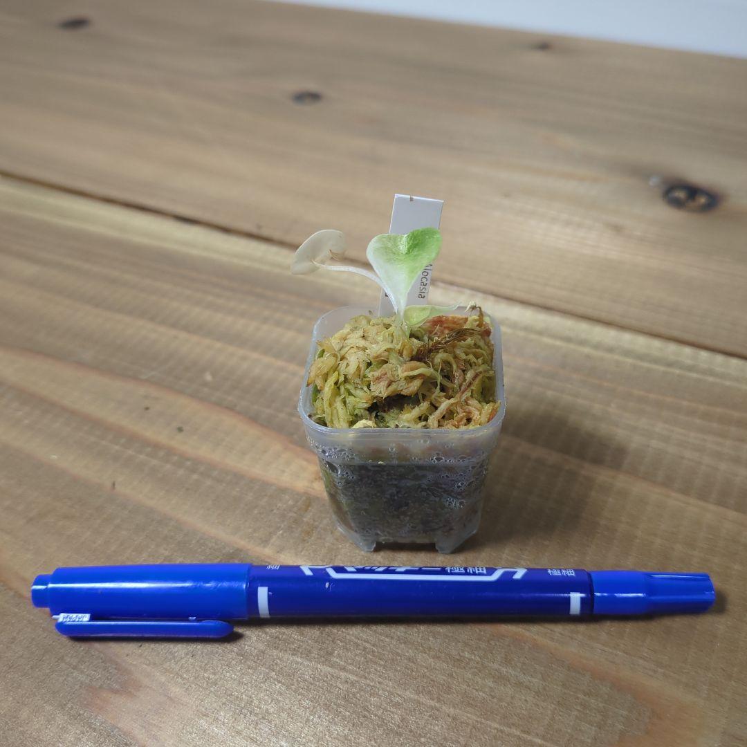 その他観葉植物 Alocasia Cuprea Variegata