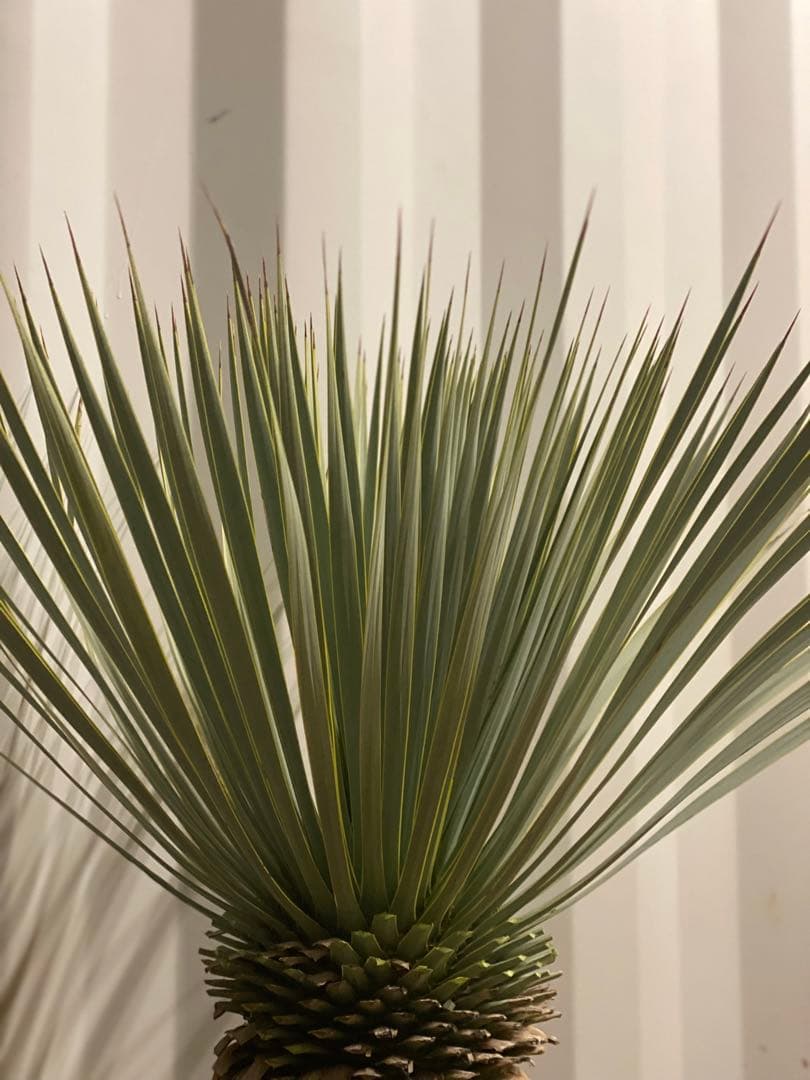 ⭐︎初売り⭐︎ユッカ　マルデヌベスver.ロスト