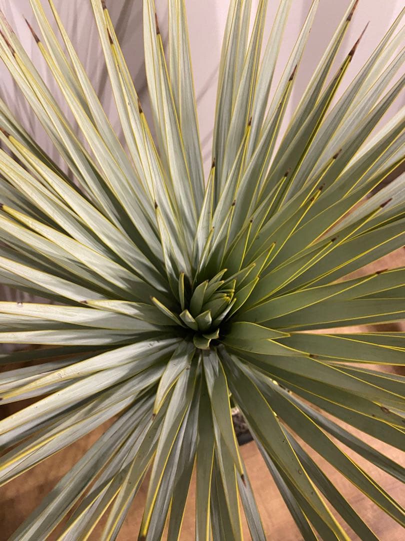 ⭐︎初売り⭐︎ユッカ　マルデヌベスver.ロスト