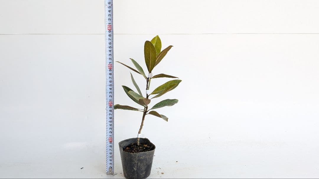 タイサンボク リトルジェム/10.5cmポット(画像の物をお送りいたします)1本