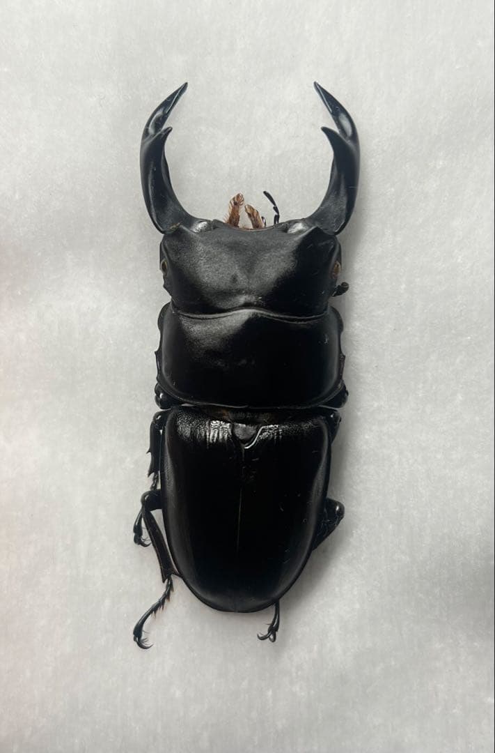 座標付オオクワガタ♂野外採集品標本