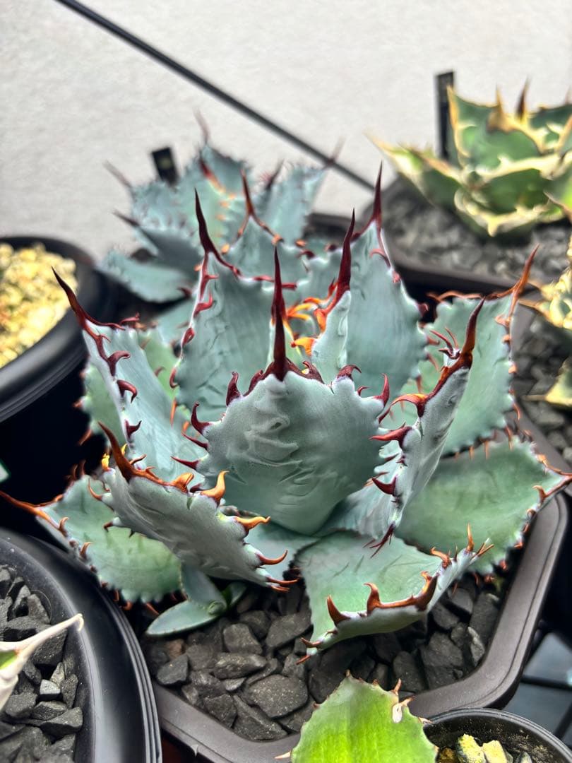 アガベ 激怒之舞 ハイブリッド 子株 狂刺 特白 青葉