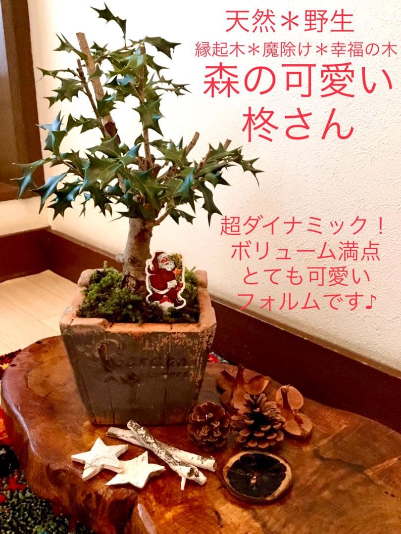 天然野生＊とてもダイナミックな森の可愛い柊さん【柊＊クリスマスツリー】