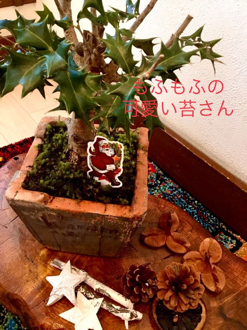 天然野生＊とてもダイナミックな森の可愛い柊さん【柊＊クリスマスツリー】