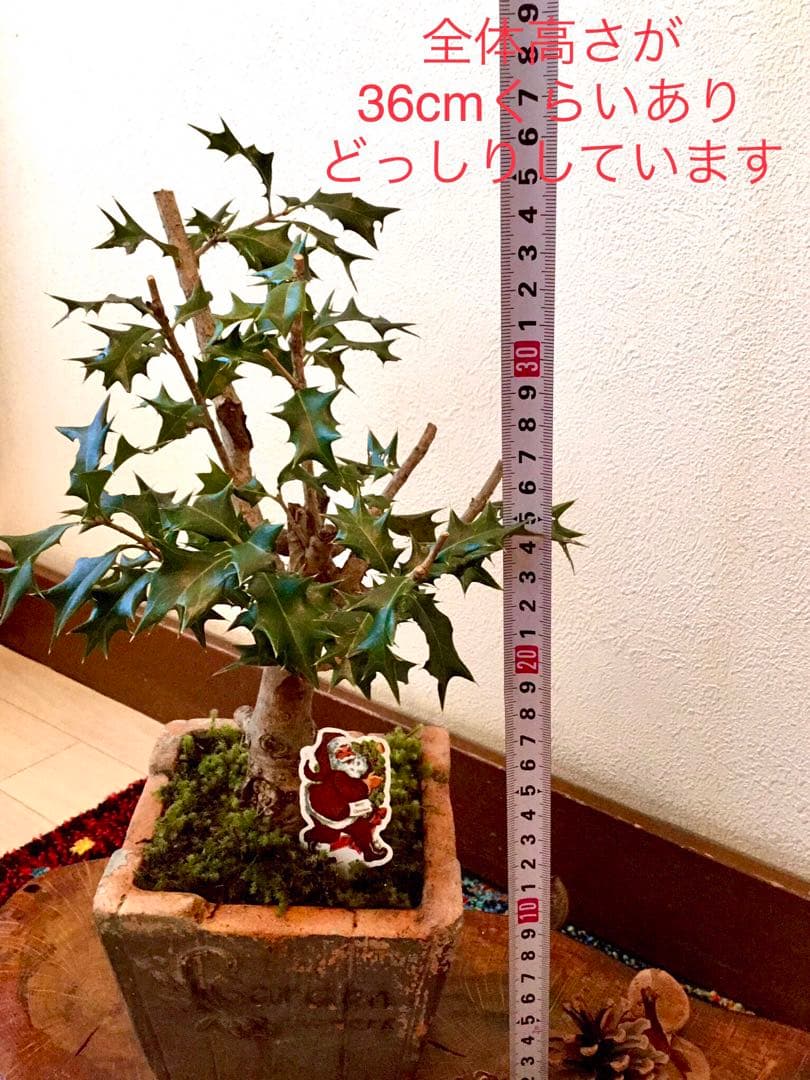 天然野生＊とてもダイナミックな森の可愛い柊さん【柊＊クリスマスツリー】