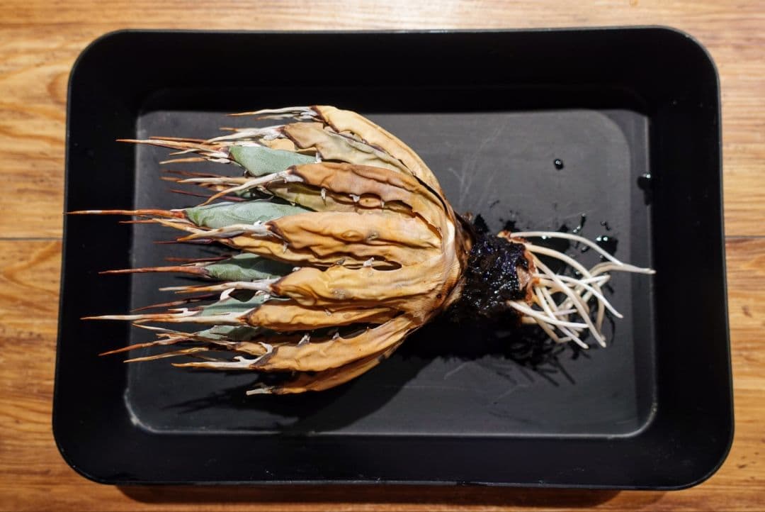 地*師様 【めちゃめちゃ発根済・3.5号サイズ】激シブ・エボリスピナ/鉢ごと発送