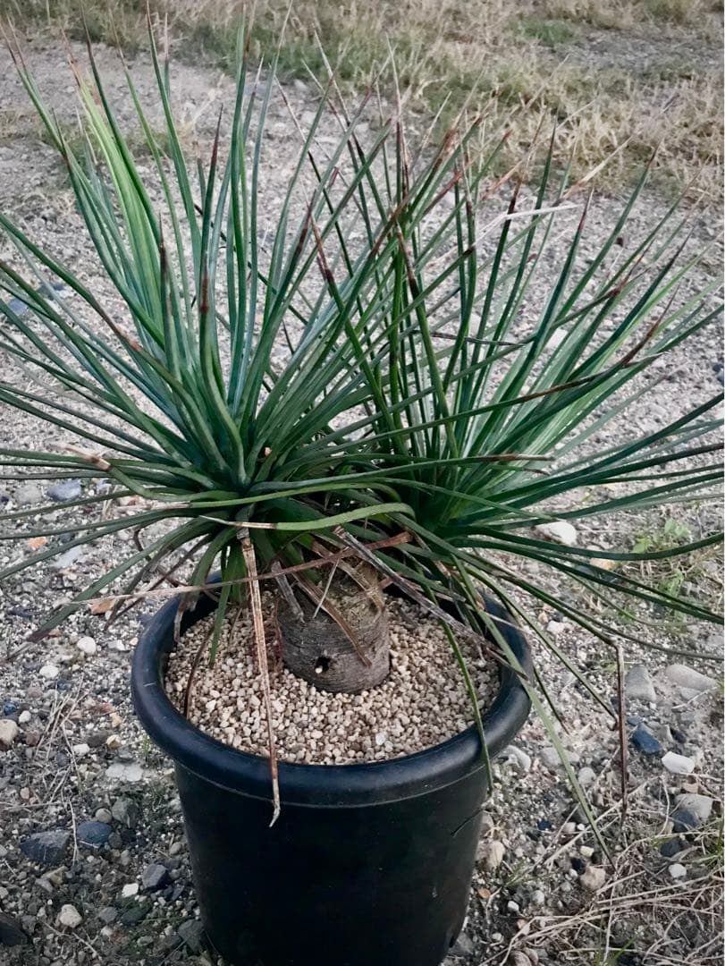 アガベ ストリクタ / 吹上　　幹立ち大株 マルチヘッド