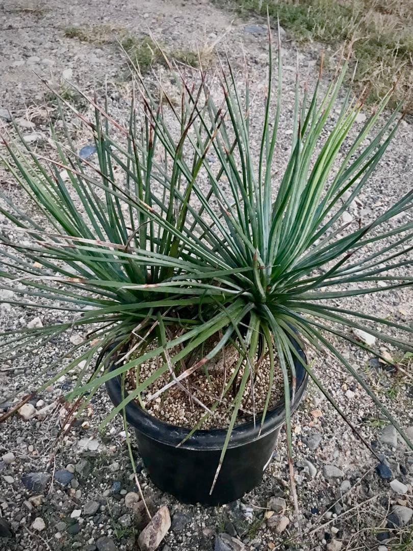 アガベ ストリクタ / 吹上　　幹立ち大株 マルチヘッド