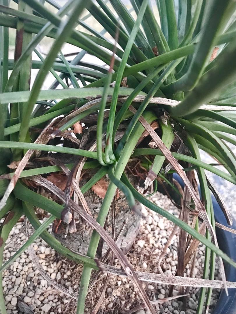 アガベ ストリクタ / 吹上　　幹立ち大株 マルチヘッド