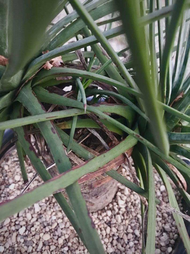 アガベ ストリクタ / 吹上　　幹立ち大株 マルチヘッド