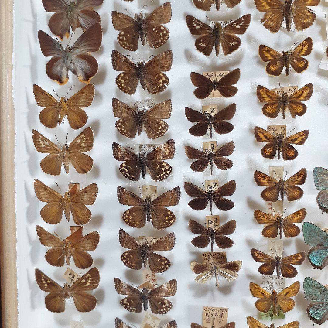 蝶標本　ゼフィルス及びセセリチョウ科22種。大型ドイツ標本箱二箱入りセット