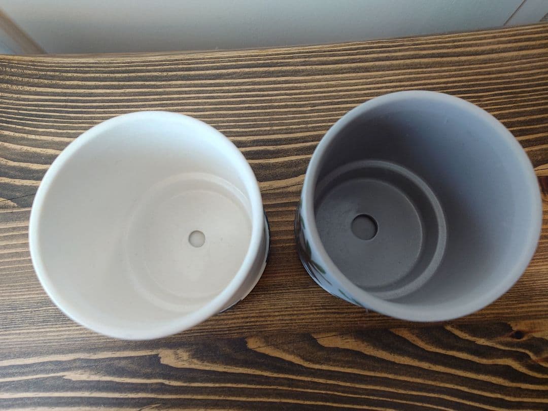 【一点物】 saori_ohwada パキポディウム グラキリス ペイント鉢