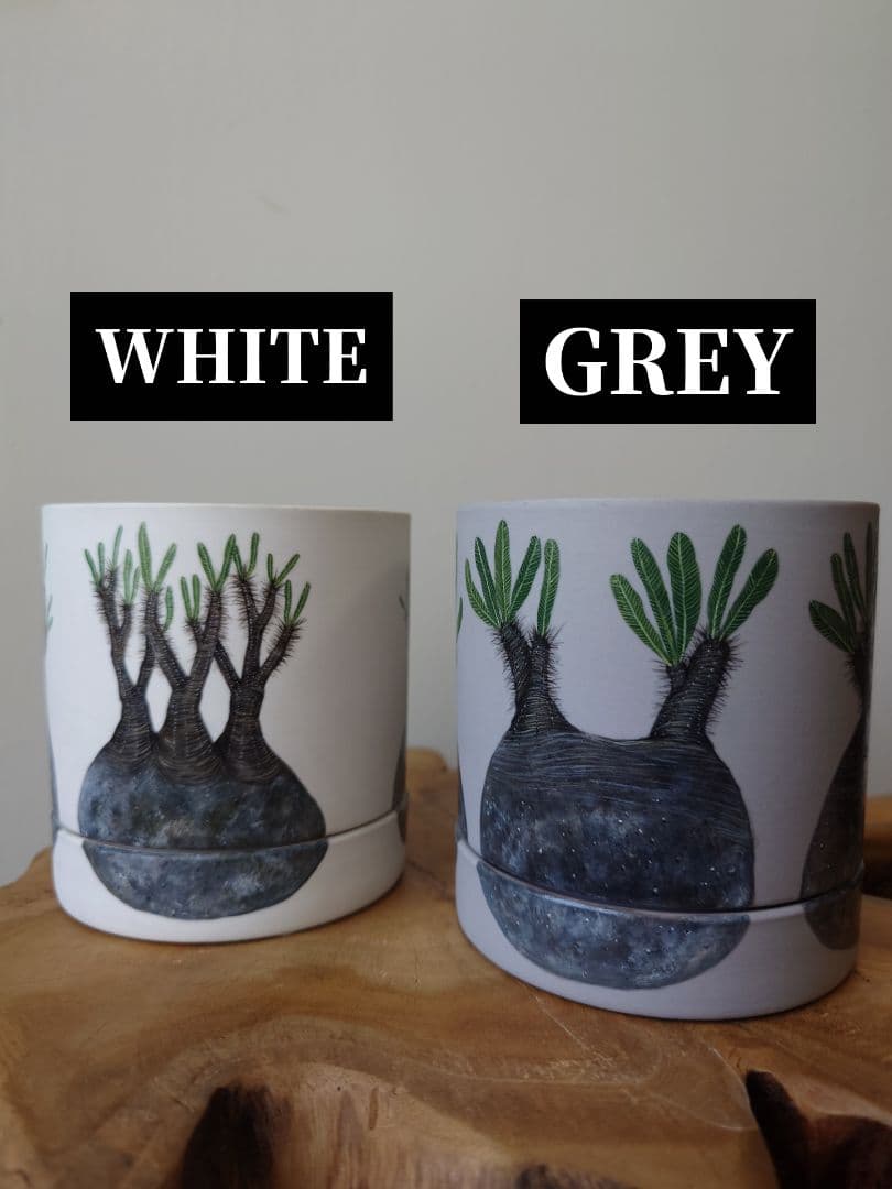 【一点物】 saori_ohwada パキポディウム グラキリス ペイント鉢