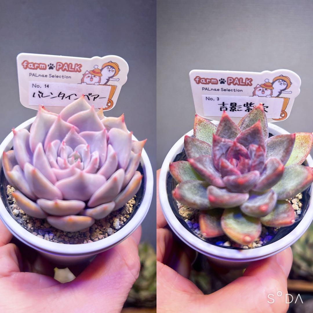 ファームパルクさん苗 バレンタインベアー　& よし影紫吹　セット販売【札付き】