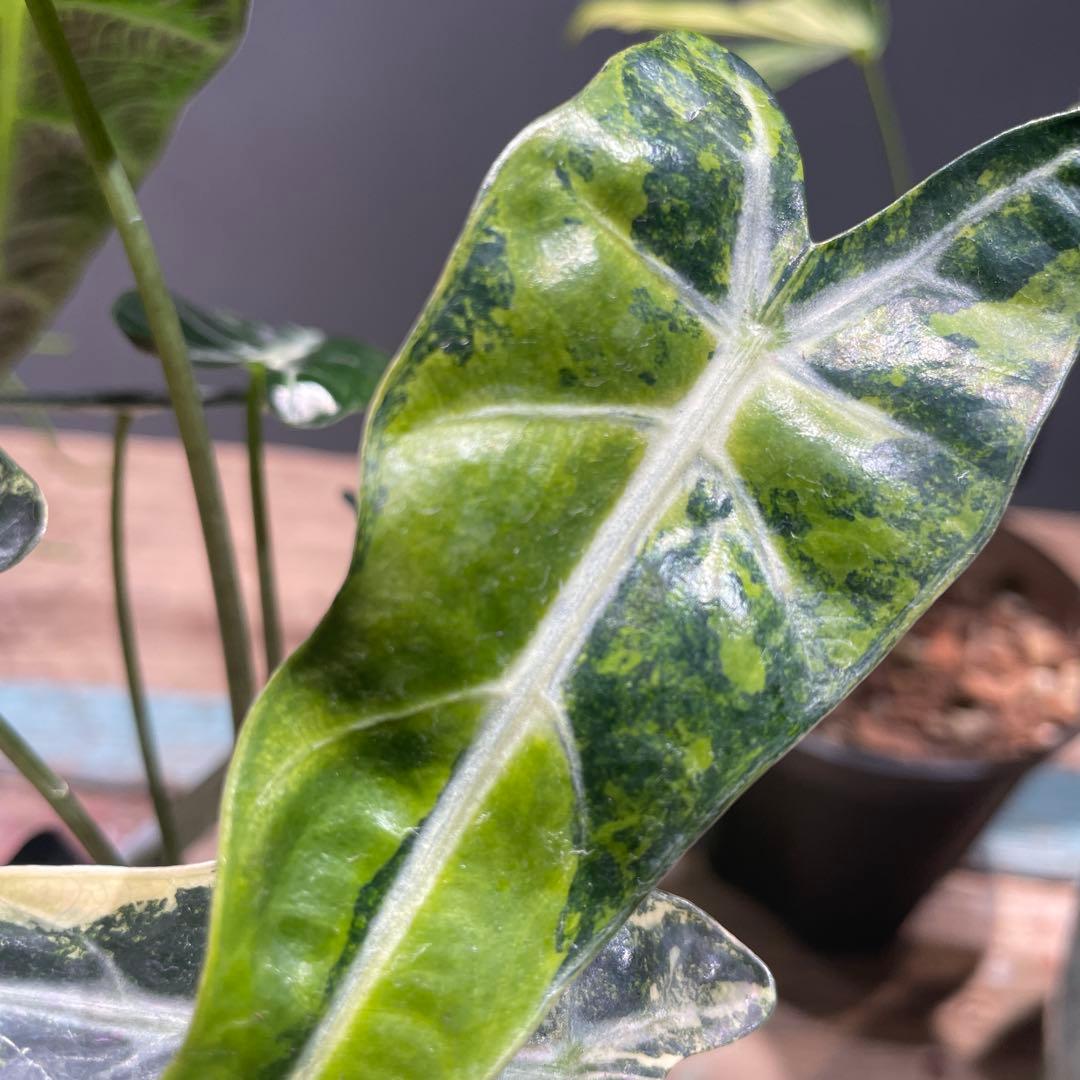 アロカシア　アマゾニカ　オーレア