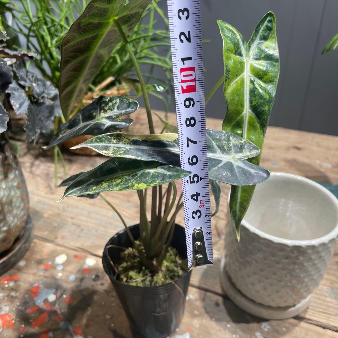 アロカシア　アマゾニカ　オーレア