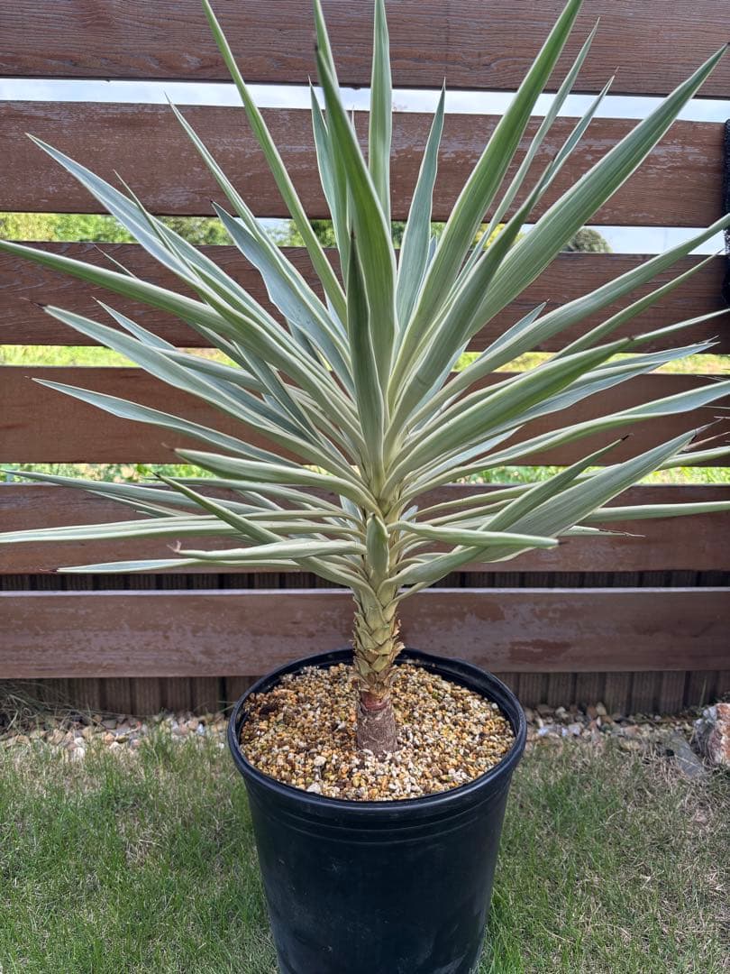 ユッカ エレファンティペス　ホワイトエンペラー(プレミアムホワイト) 希少種