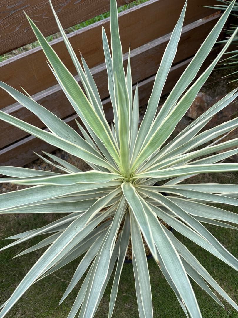 ユッカ エレファンティペス　ホワイトエンペラー(プレミアムホワイト) 希少種