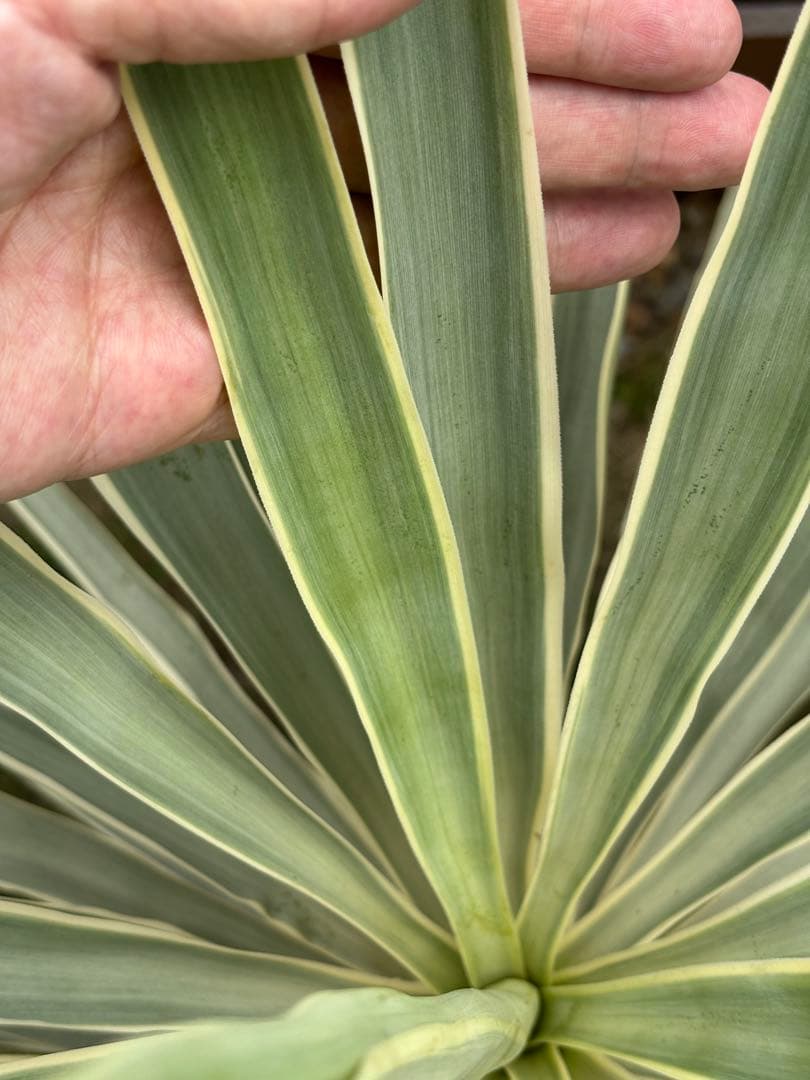 ユッカ エレファンティペス　ホワイトエンペラー(プレミアムホワイト) 希少種