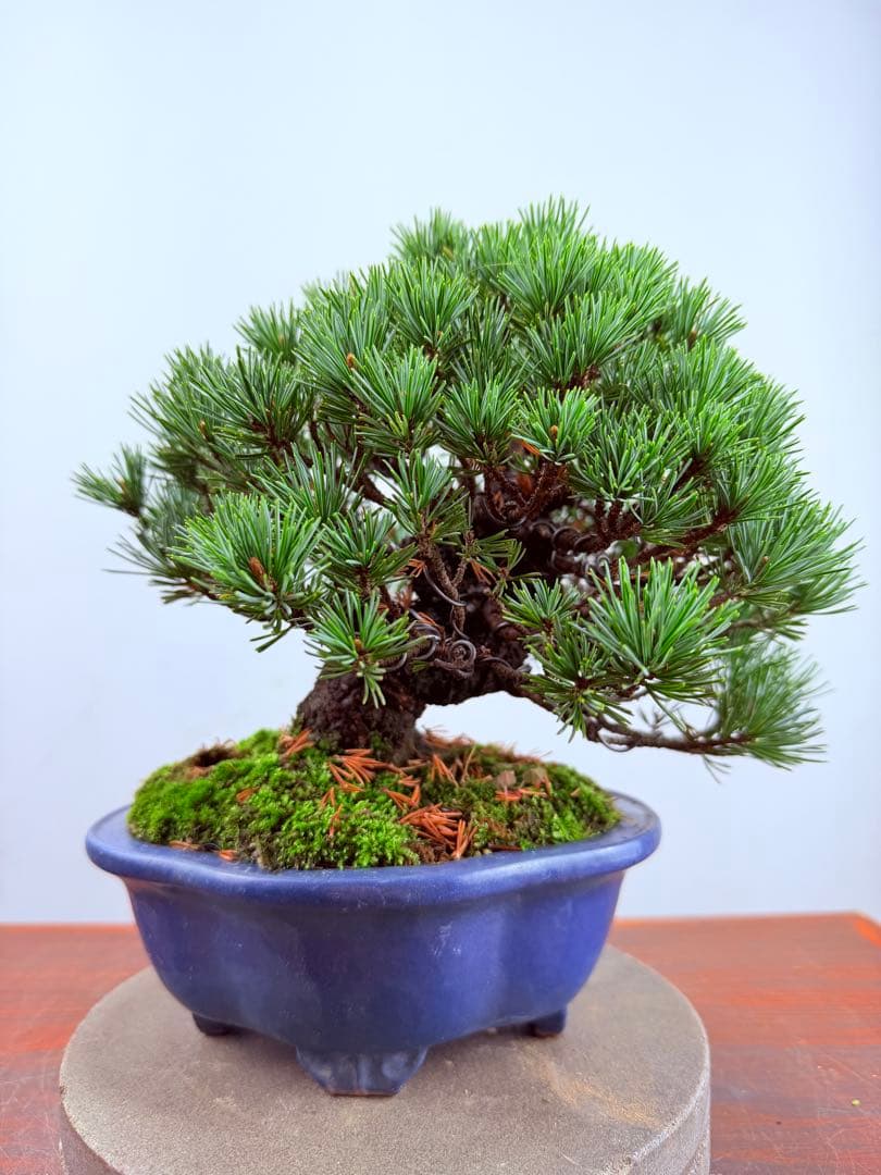 【ガチ盆栽】福娘　五葉松　小品盆栽　激古　持ち込み古