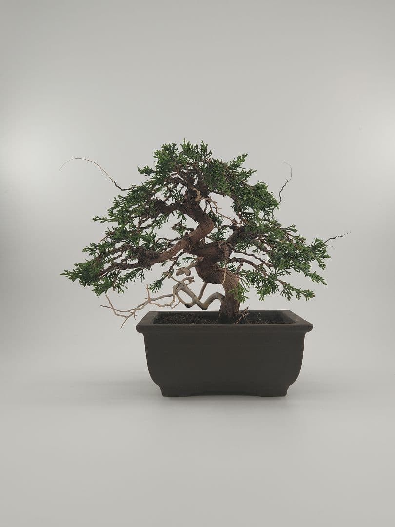 小品 模様木 糸魚川盆栽 五葉松盆栽 真柏盆栽 懸崖 真柏 黒松 赤松 五葉松