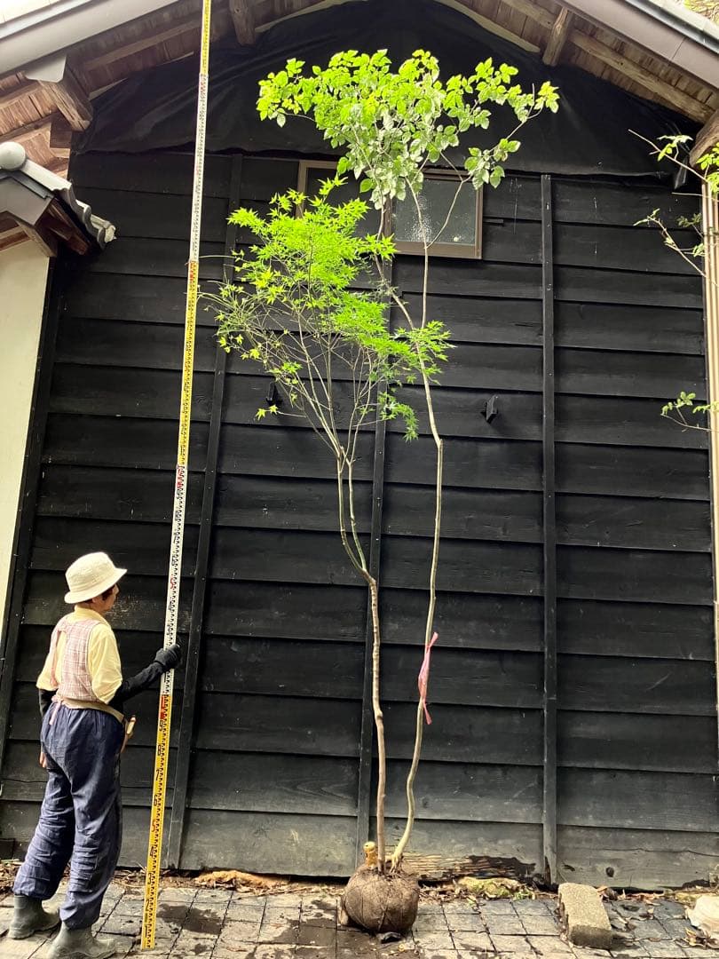 山採り　アオダモ　イロハモミジ　混合株