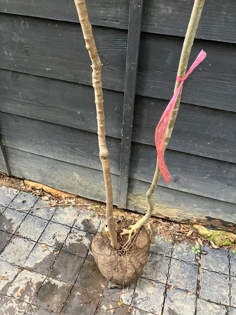 山採り　アオダモ　イロハモミジ　混合株