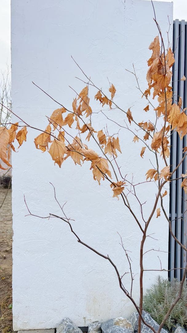 逸品。山採りシロモジ2.3M(鉢底から)