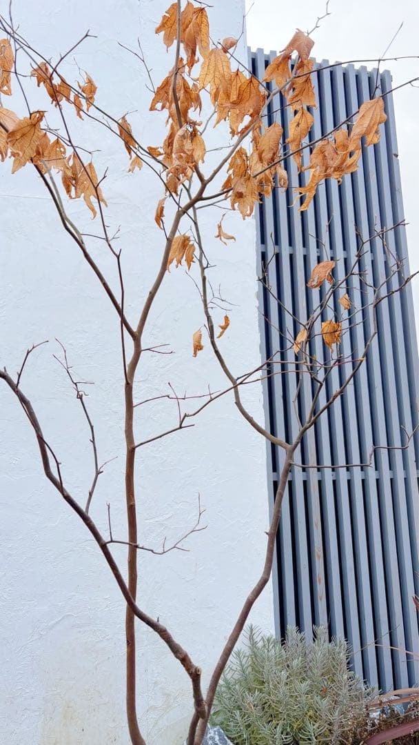 逸品。山採りシロモジ2.3M(鉢底から)