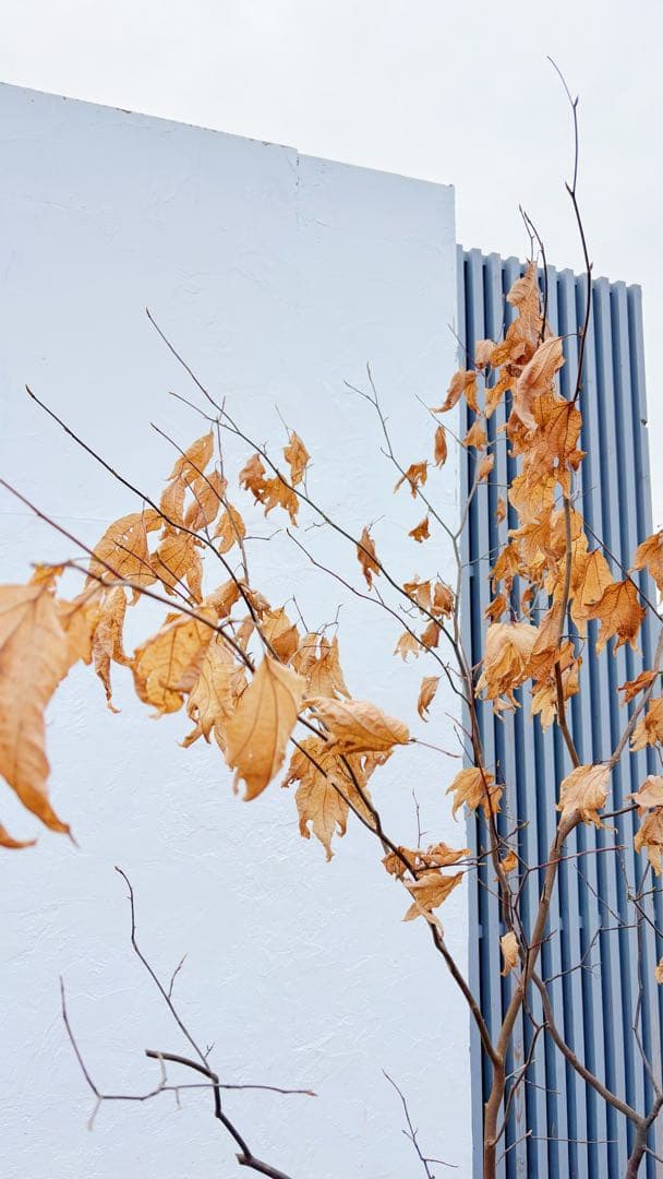 逸品。山採りシロモジ2.3M(鉢底から)