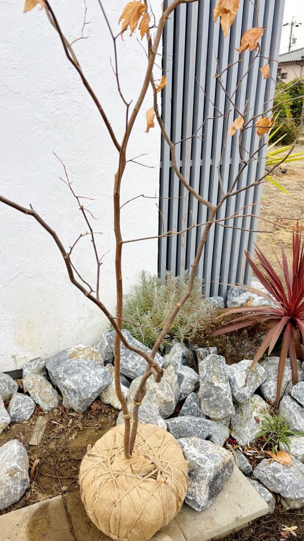 逸品。山採りシロモジ2.3M(鉢底から)