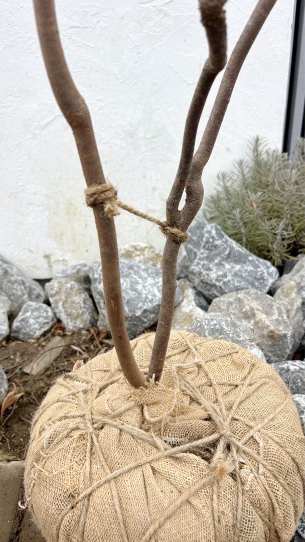 逸品。山採りシロモジ2.3M(鉢底から)