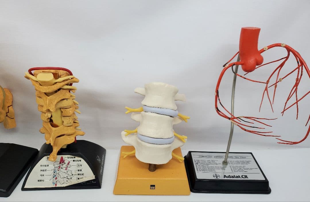 人体模型 セット 手　足　腰椎　脊髄　冠状動脈模型　骨　大正富山 旭化成ファーマ