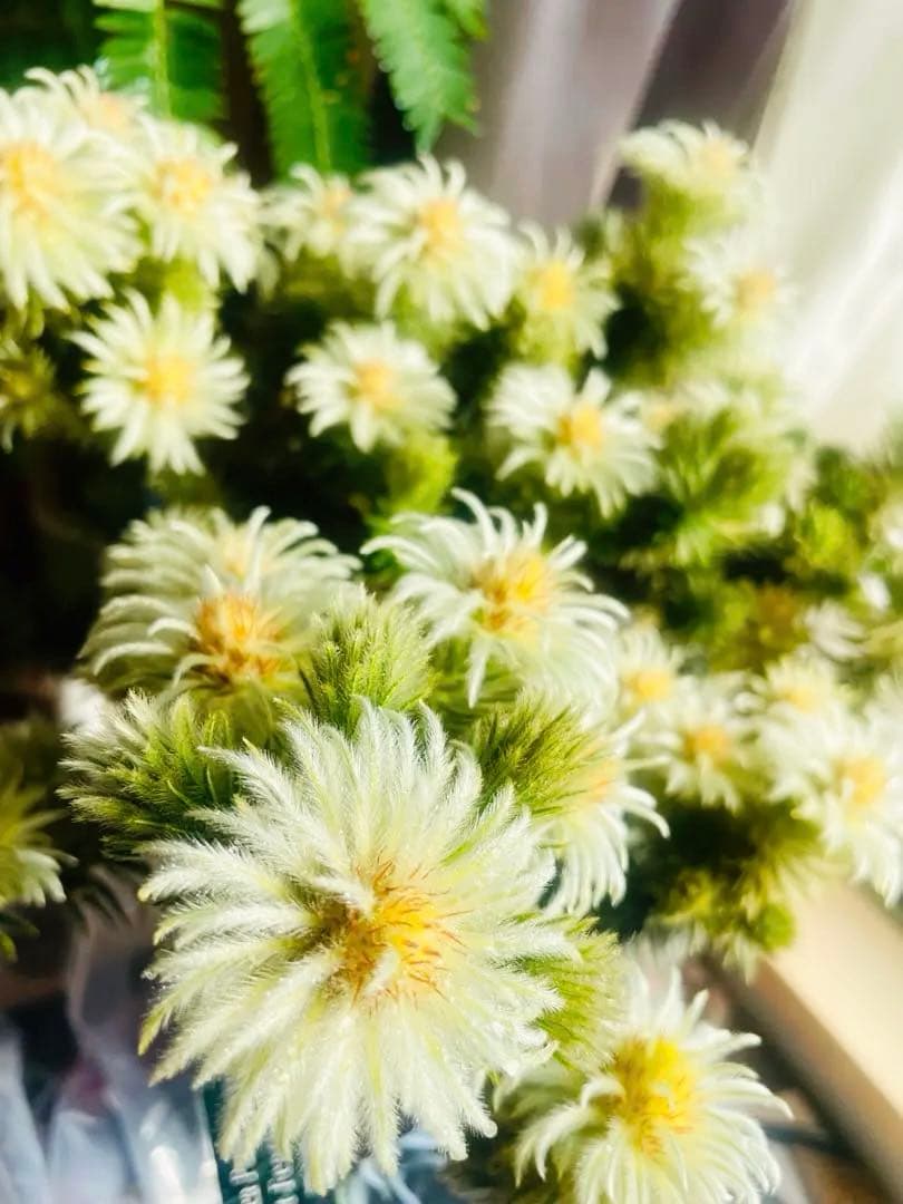 希少☆人気♡フィリカ プベッセンス ワフトフェザー♡写真現物