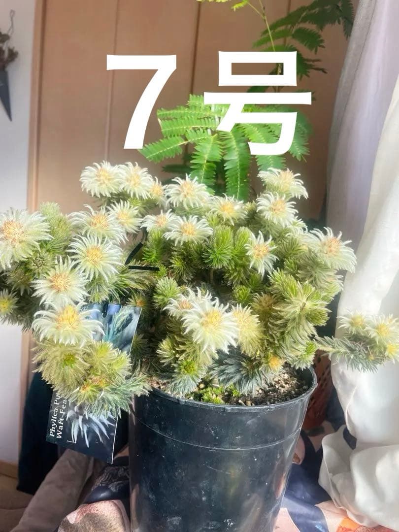 希少☆人気♡フィリカ プベッセンス ワフトフェザー♡写真現物