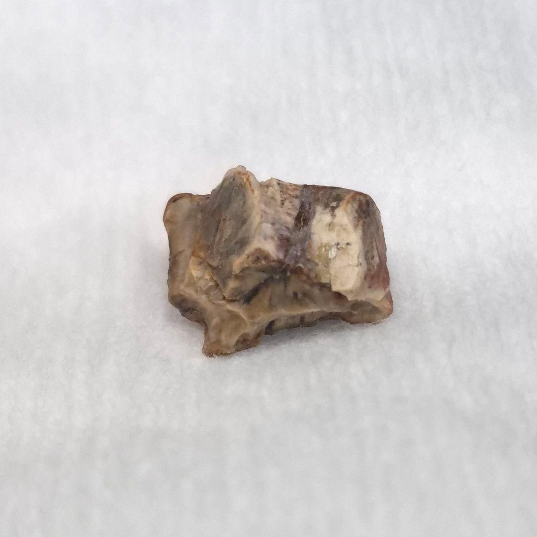 トリケラトプス 歯 化石 本物 10.93mm アメリカ産 tc9