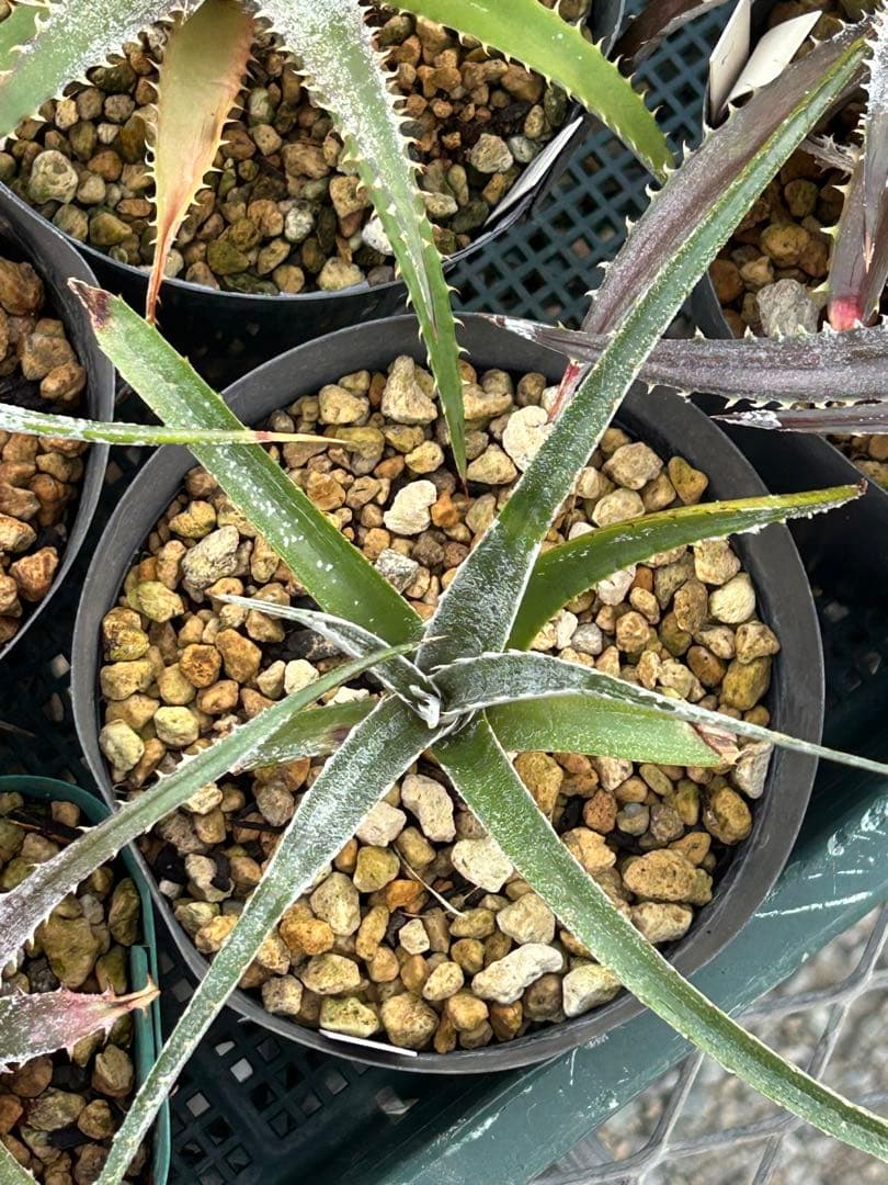 MRB ディッキア Dyckia まとめ売り MRB棚4番 10株