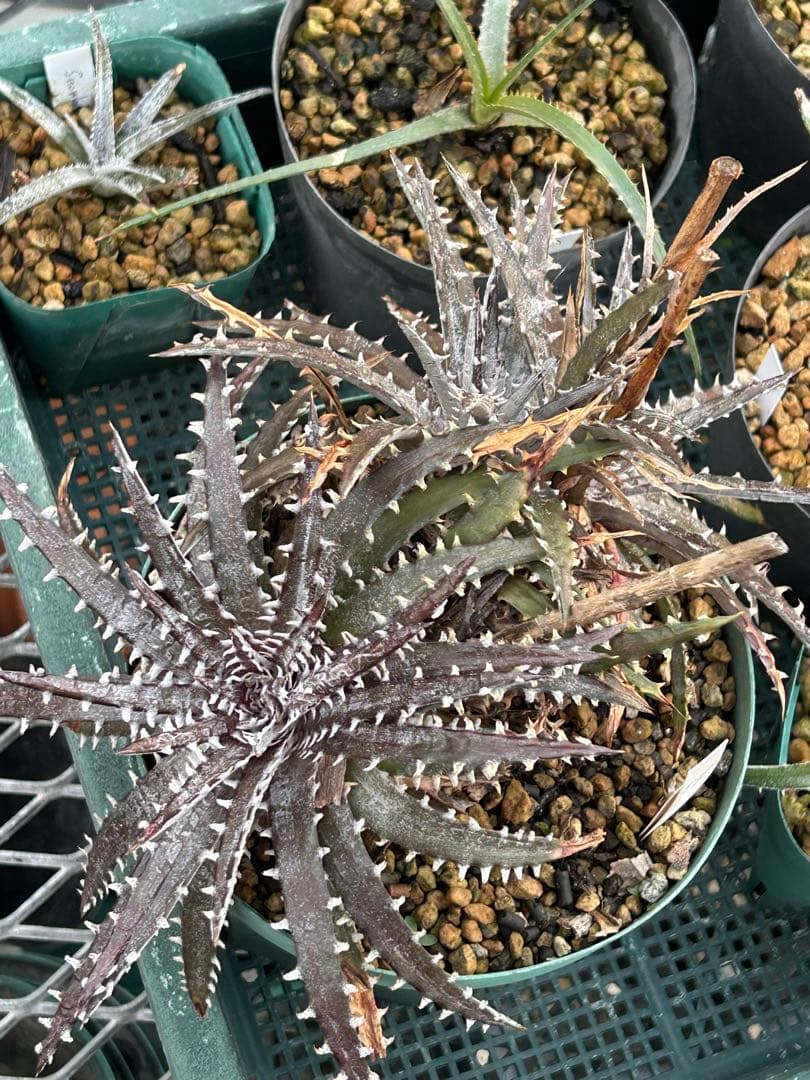 MRB ディッキア Dyckia まとめ売り MRB棚4番 10株